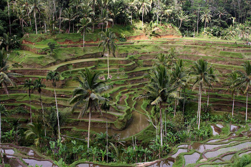 The Sungu & Resor Ubud (Bali)
